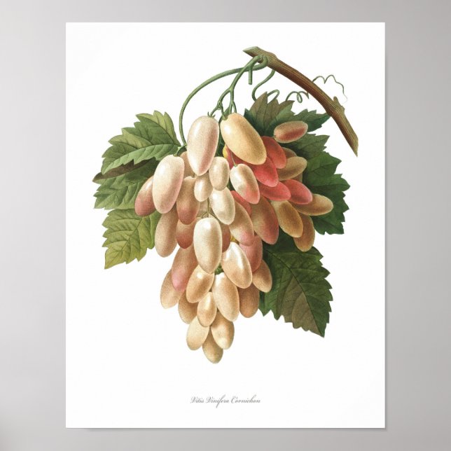 Nature, imprimé botanique, affiche de Vitis Vinife (Devant)