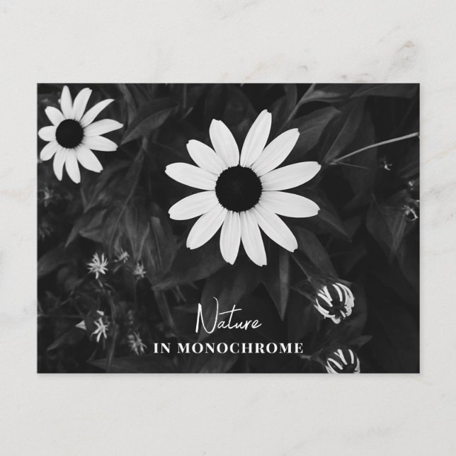 Nature in Monochrome Postcard (Front)
