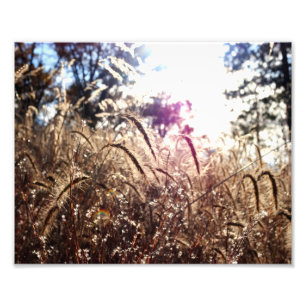 Nature in the Sun Photo Print
