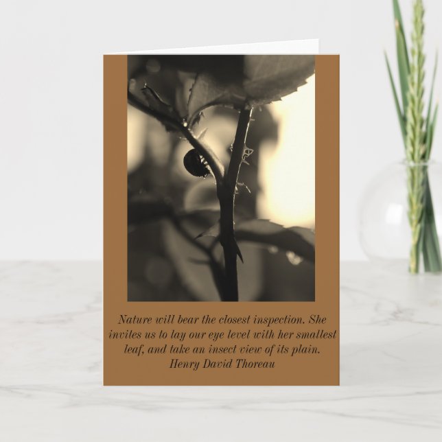 Nature Inspired Greeting Card with Ladybug (Front)