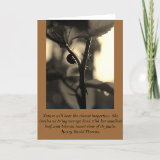 Nature Inspired Greeting Card with Ladybug