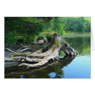 Nature is the art of God: Benedict Pond