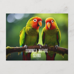 NATURE ISLAND OF DOMINICA PARROTS  POSTCARD