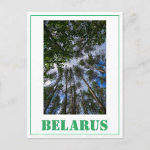 Nature Landscape Look Up Forest Belarus Postcard