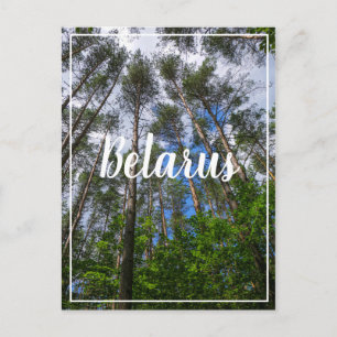 Nature Landscape Look Up Forest Belarus Postcard
