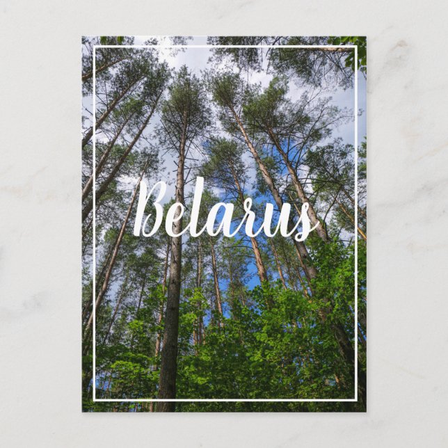 Nature Landscape Look Up Forest Belarus Postcard (Front)