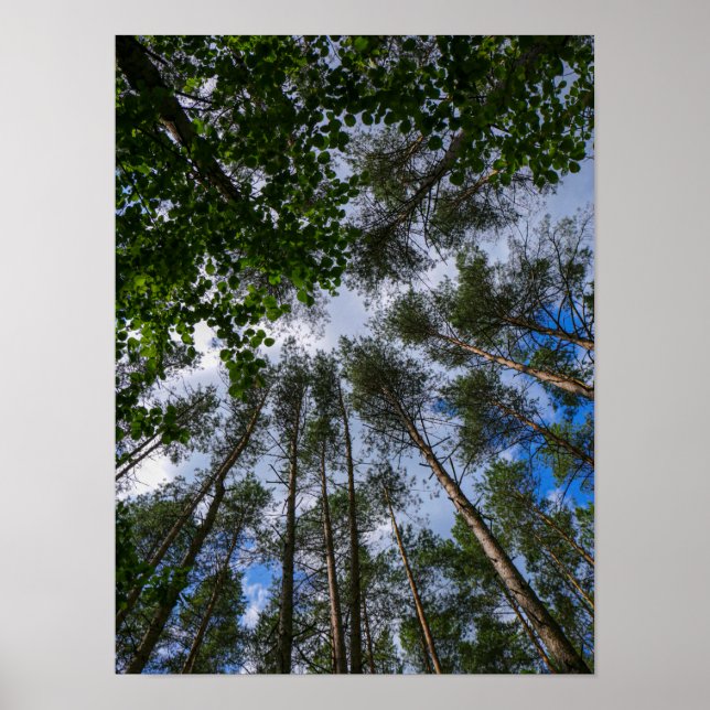 Nature Landscape Look Up Forest Belarus Poster (Front)