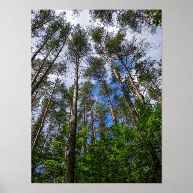 Nature Landscape Look Up Forest Belarus Poster (Front)
