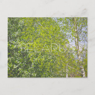 Nature Landscape Rural Scenery Birch Trees Postcard