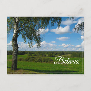 Nature Landscape Scenery Birch Belarus Postcard