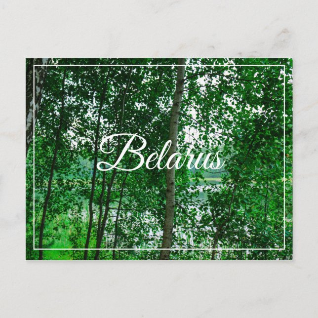 Nature Landscape Scenery Birch Belarus Postcard (Front)