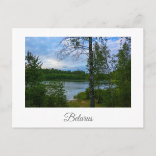 Nature Landscape Scenery Birch Belarus Postcard