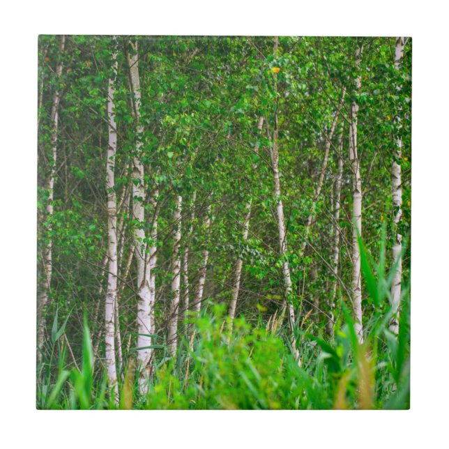 Nature Landscape Scenery Birch Trees Tile (Front)