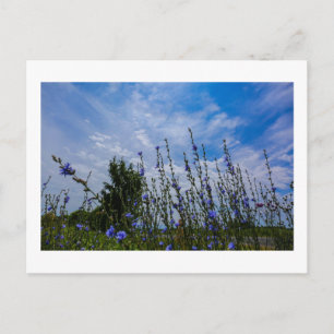 Nature Landscape Scenery Field Corn Flowers Postcard