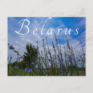 Nature Landscape Scenery Field Corn Flowers Postcard