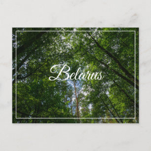 Nature Landscape Scenery Forest Belarus Postcard