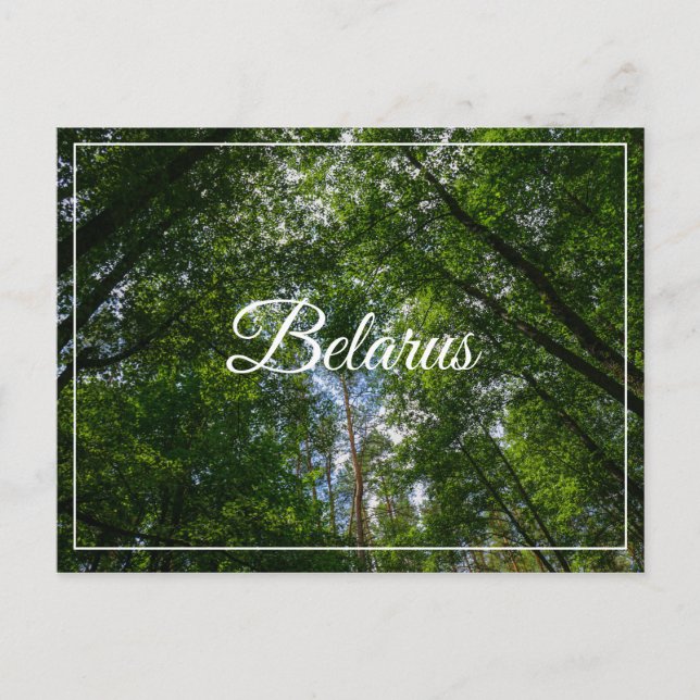 Nature Landscape Scenery Forest Belarus Postcard (Front)