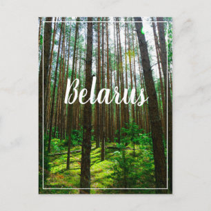 Nature Landscape Scenery Forest Belarus Postcard