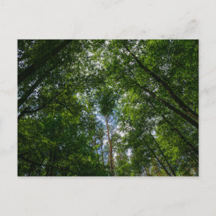 Nature Landscape Scenery Forest Belarus Postcard