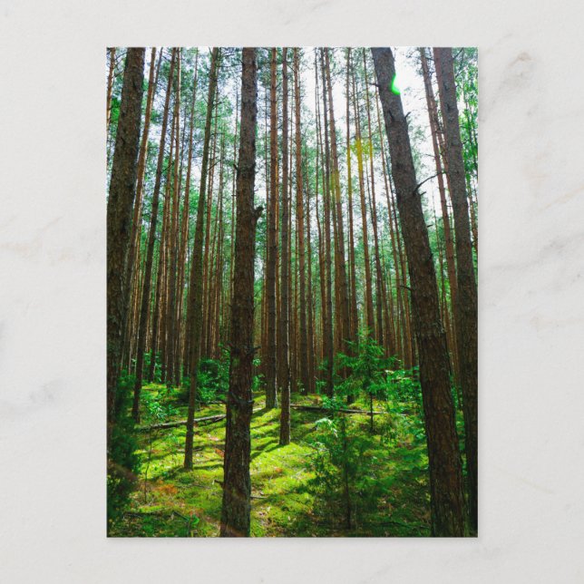 Nature Landscape Scenery Forest Belarus Postcard (Front)
