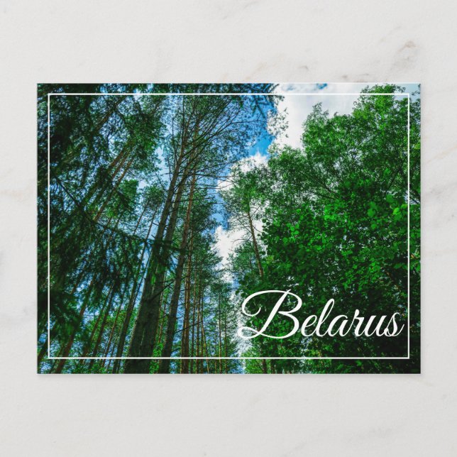 Nature Landscape Scenery Forest Belarus Postcard (Front)
