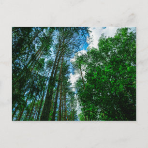 Nature Landscape Scenery Forest Belarus Postcard