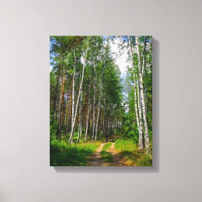 Nature Landscape Scenery Forest Birch Belarus Canvas Print (Front)