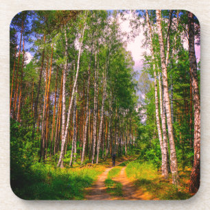 Nature Landscape Scenery Forest Birch Belarus Coaster