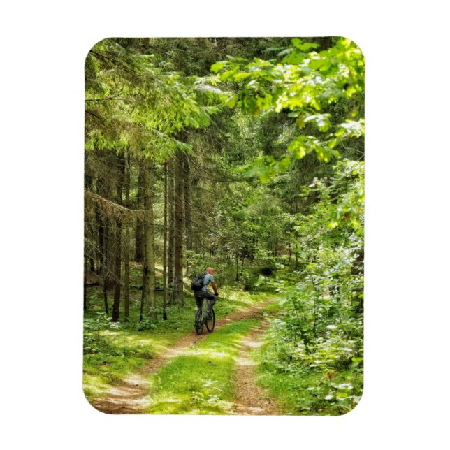 Nature Landscape Scenery Forest Birch Belarus Magnet (Vertical)