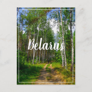 Nature Landscape Scenery Forest Birch Belarus Postcard