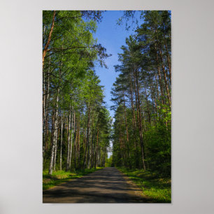 Nature Landscape Scenery Forest Birch Belarus Poster
