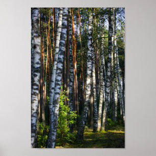 Nature Landscape Scenery Forest Birch Trees Poster