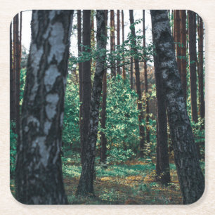 Nature Landscape Scenery Forest Birch Trees Square Paper Coaster