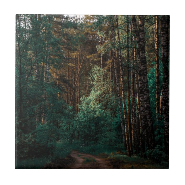 Nature Landscape Scenery Forest Birch Trees Tile (Front)