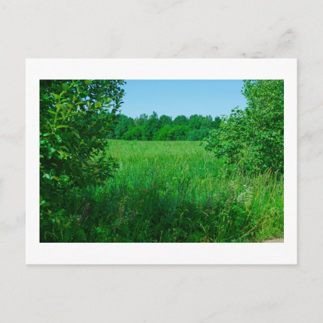 Nature Landscape Scenery Green Field Forest Postcard (Front)