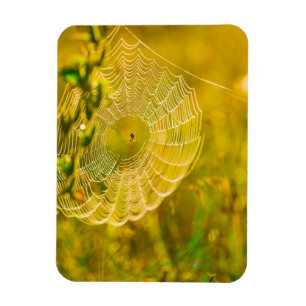 Nature Landscape Spider Spiderweb Sunlight Magnet