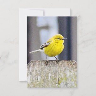Nature note cards Bird cards