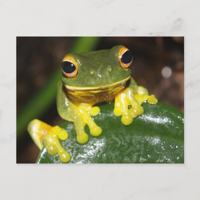 Nature - Orange Eyed Green Tree Frog Postcard (Front)