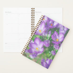 Nature Pale Purple Pastel Crocus Fleurs Florales