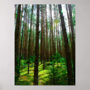 Nature Paysage Chercher Forêt Biélorussie Poster