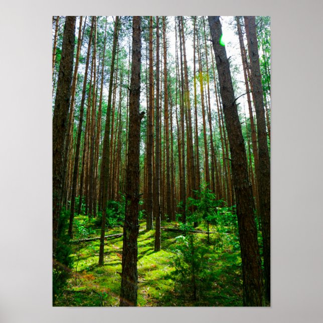 Nature Paysage Chercher Forêt Biélorussie Poster (Devant)