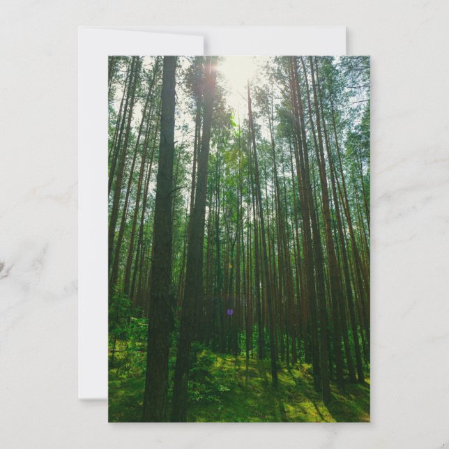 Nature Paysage Paysage Forêt Biélorussie Carte Pla (Devant)