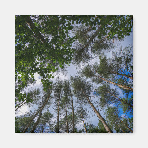 Nature Paysage Paysage Forêt Biélorussie Magnet