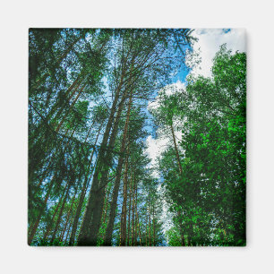 Nature Paysage Paysage Forêt Biélorussie Magnet