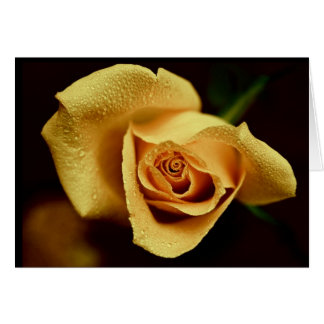 Nature Photography