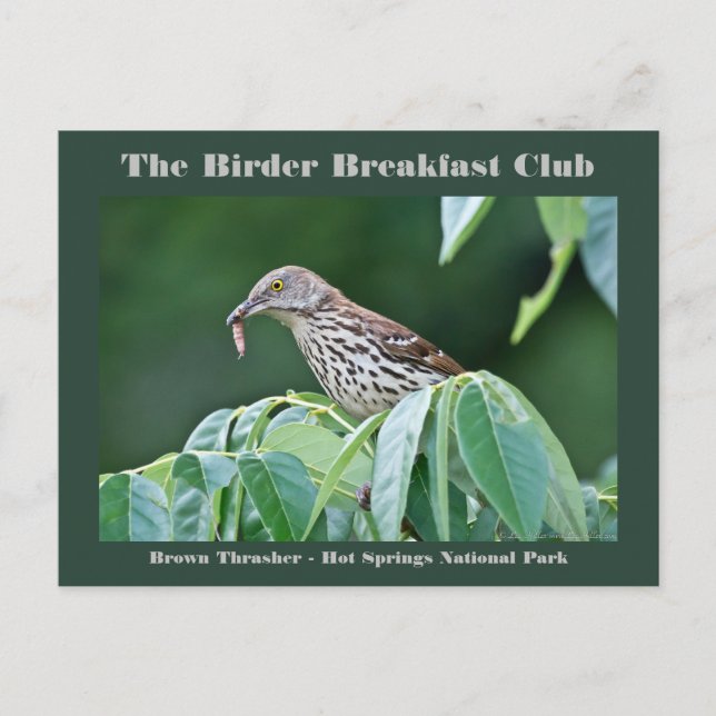 Nature Photography Brown Thrasher Birder Card (Front)