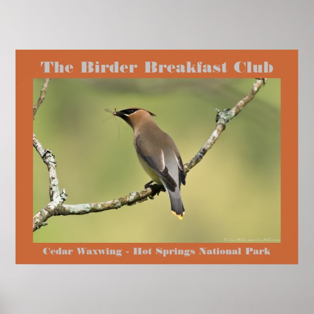 Nature Photography Cedar Waxwing Birder Poster (Front)