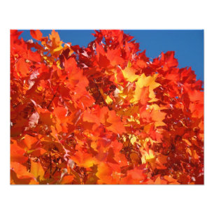 Nature Photography Red Orange Yellow Autumn Leaves Photo Print