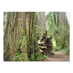 Nature Photography Redwood Trees Forest Photo Print