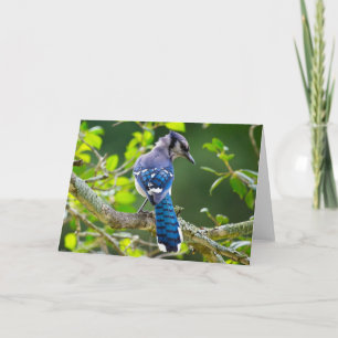 Nature Photography Shy Blue Jay Apparel Gifts Card